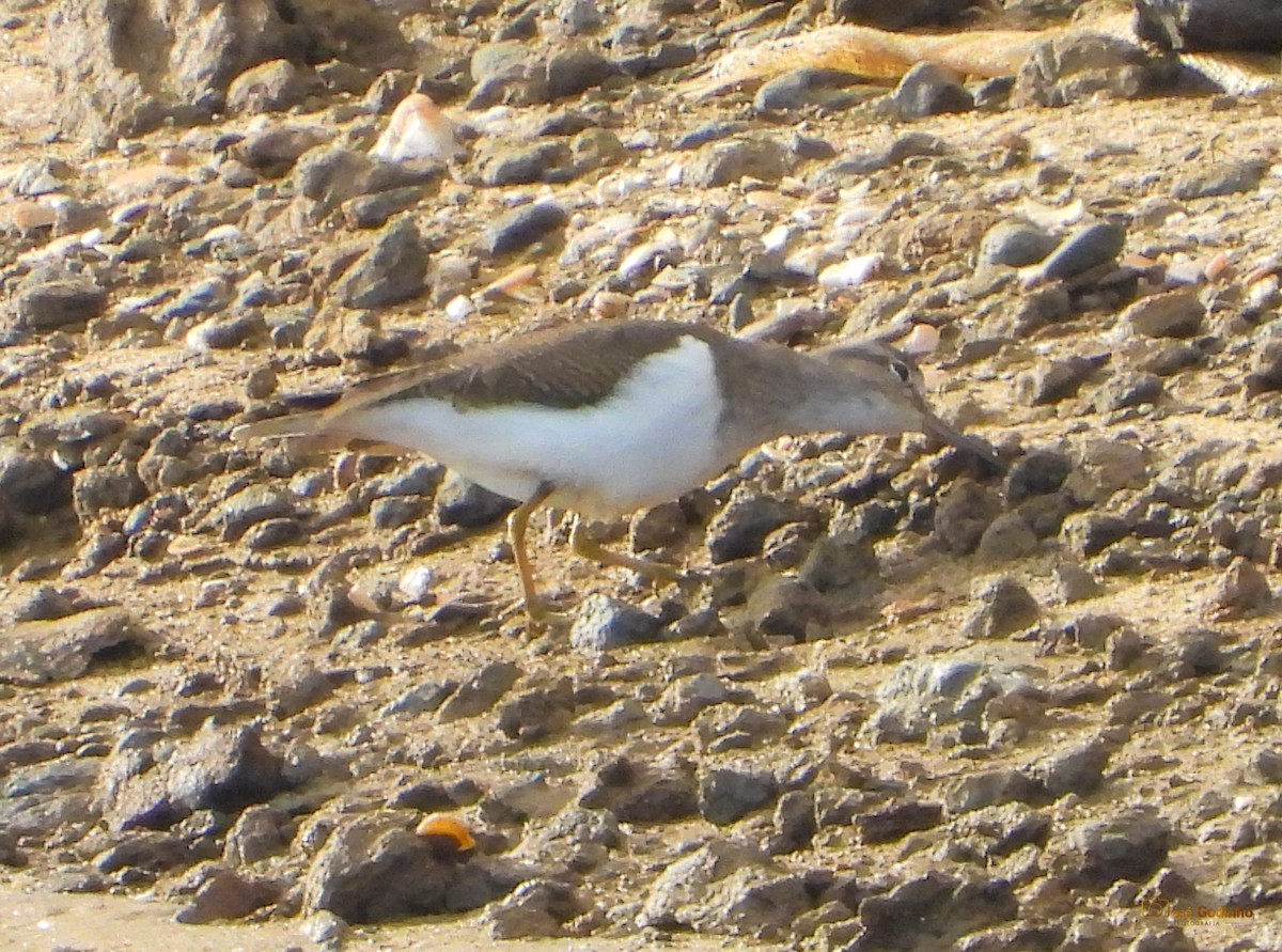 Spotted Sandpiper - ML288074271