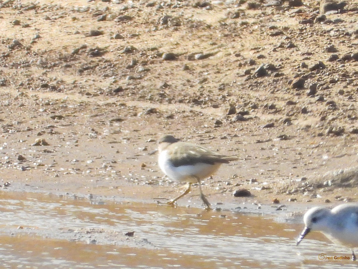 Spotted Sandpiper - ML288074281