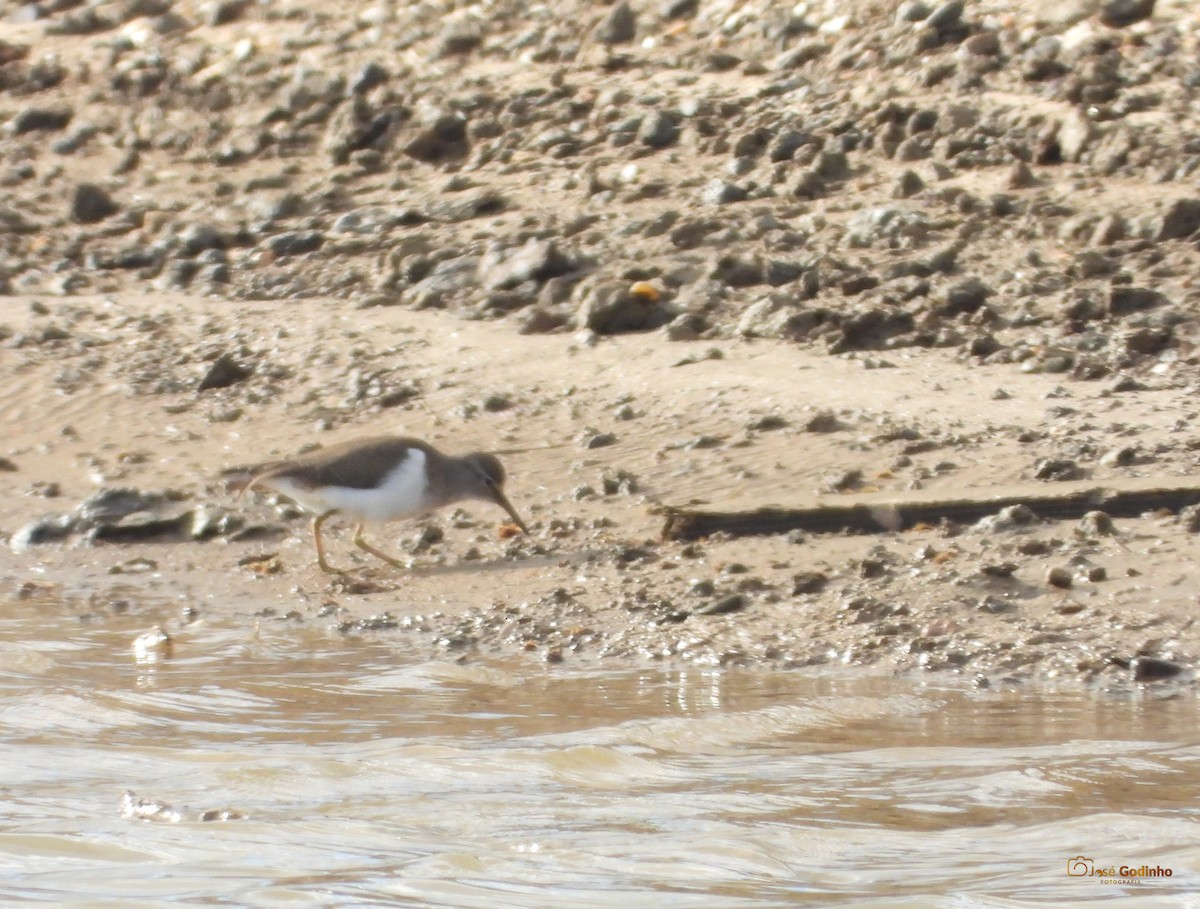 Spotted Sandpiper - ML288074311
