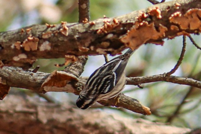Black-and-white Warbler - ML288074341