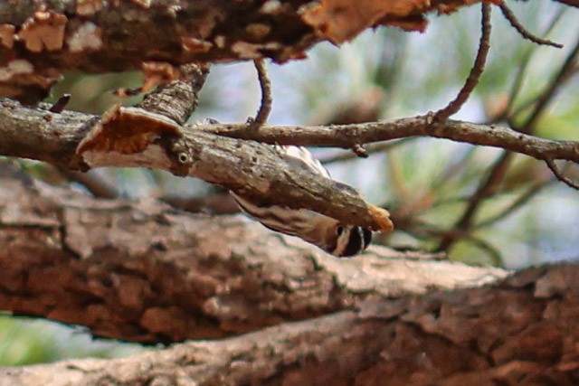 Black-and-white Warbler - ML288074351