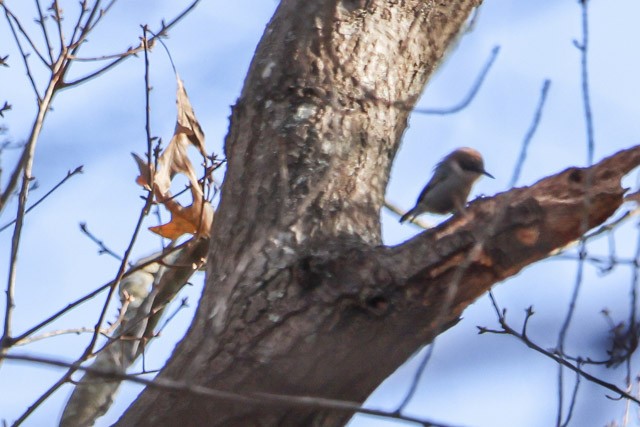 Brown-headed Nuthatch - ML288074401
