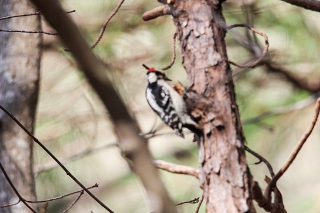 Hairy Woodpecker - ML288074761