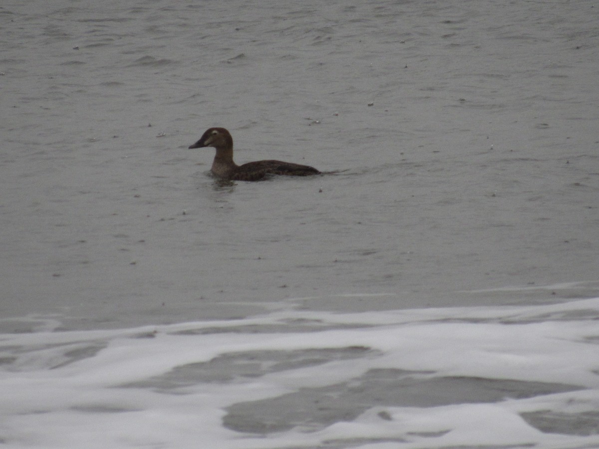 King Eider - Richard Fleming