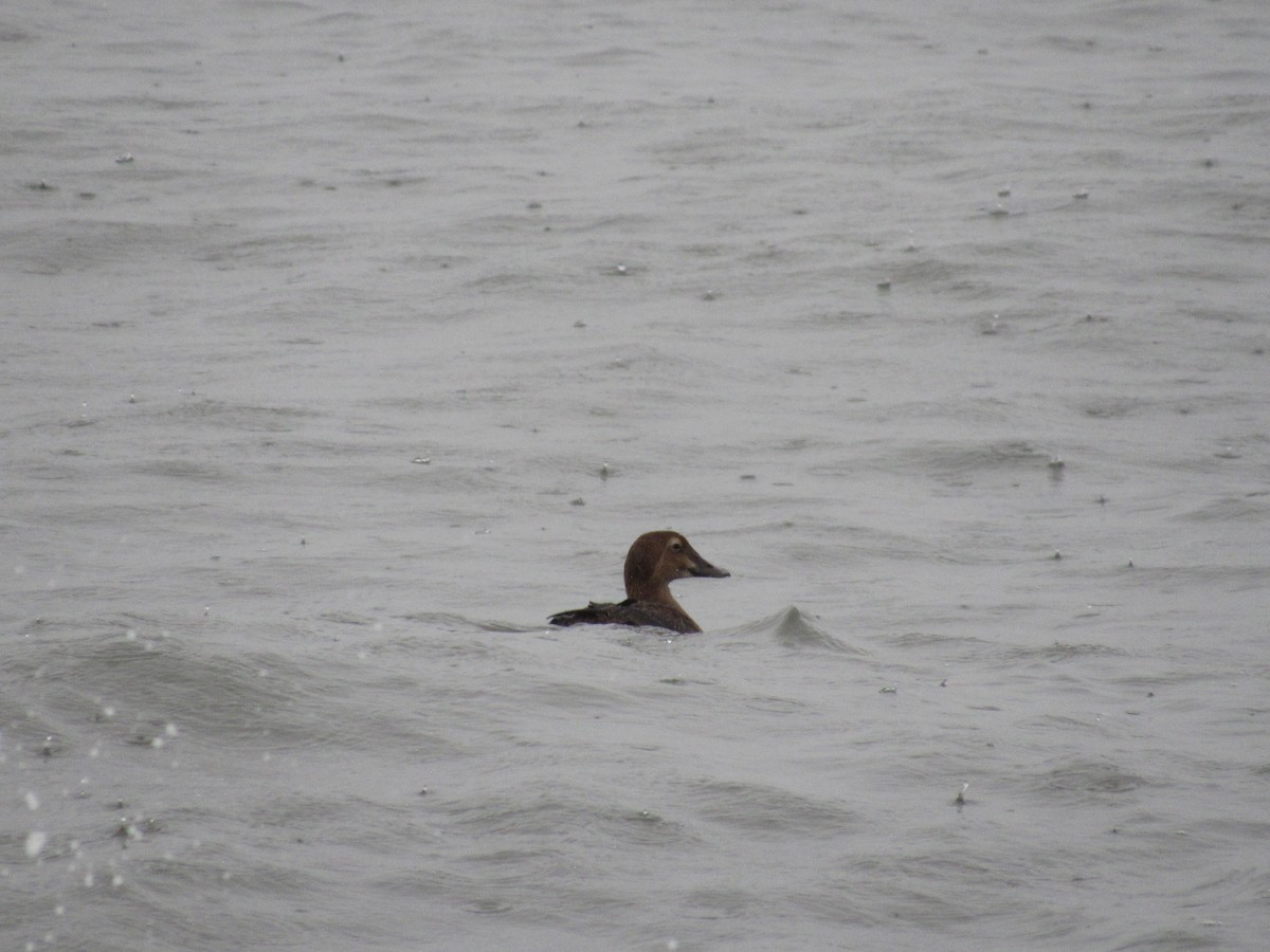 King Eider - ML288075381