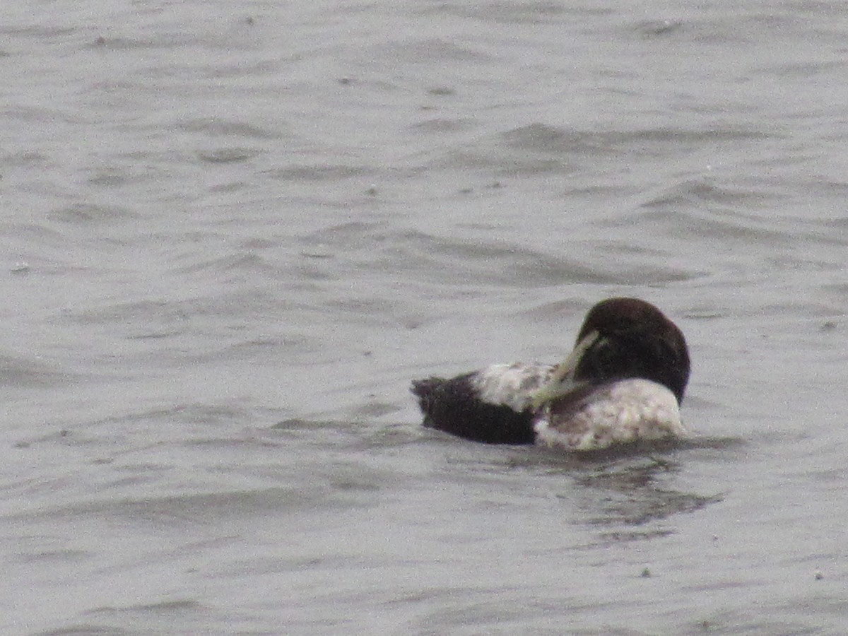 Common Eider - ML288075691