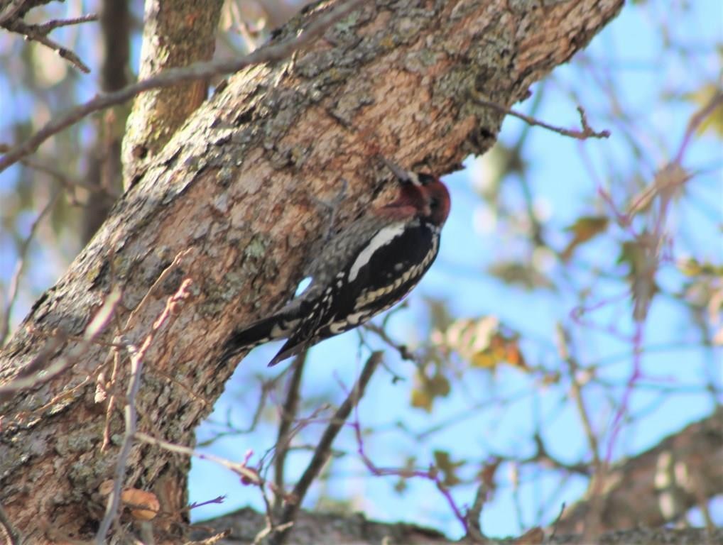 Red-breasted Sapsucker (daggetti) - ML288076061