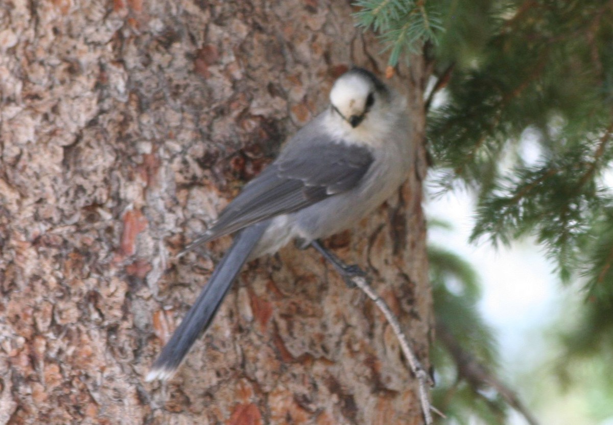 Canada Jay - ML288076181