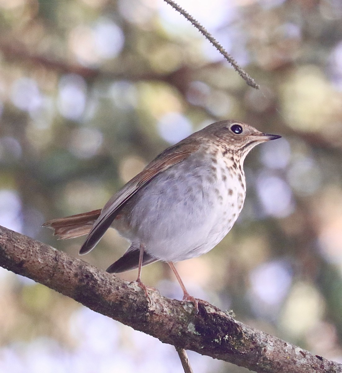 Hermit Thrush - ML288076241