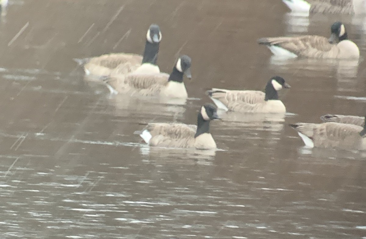 Canada Goose - ML288077021