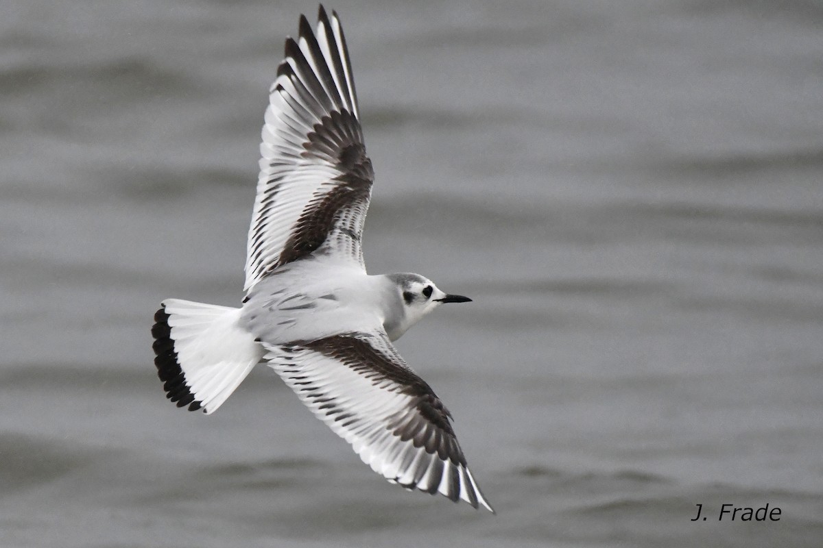 Little Gull - José Frade