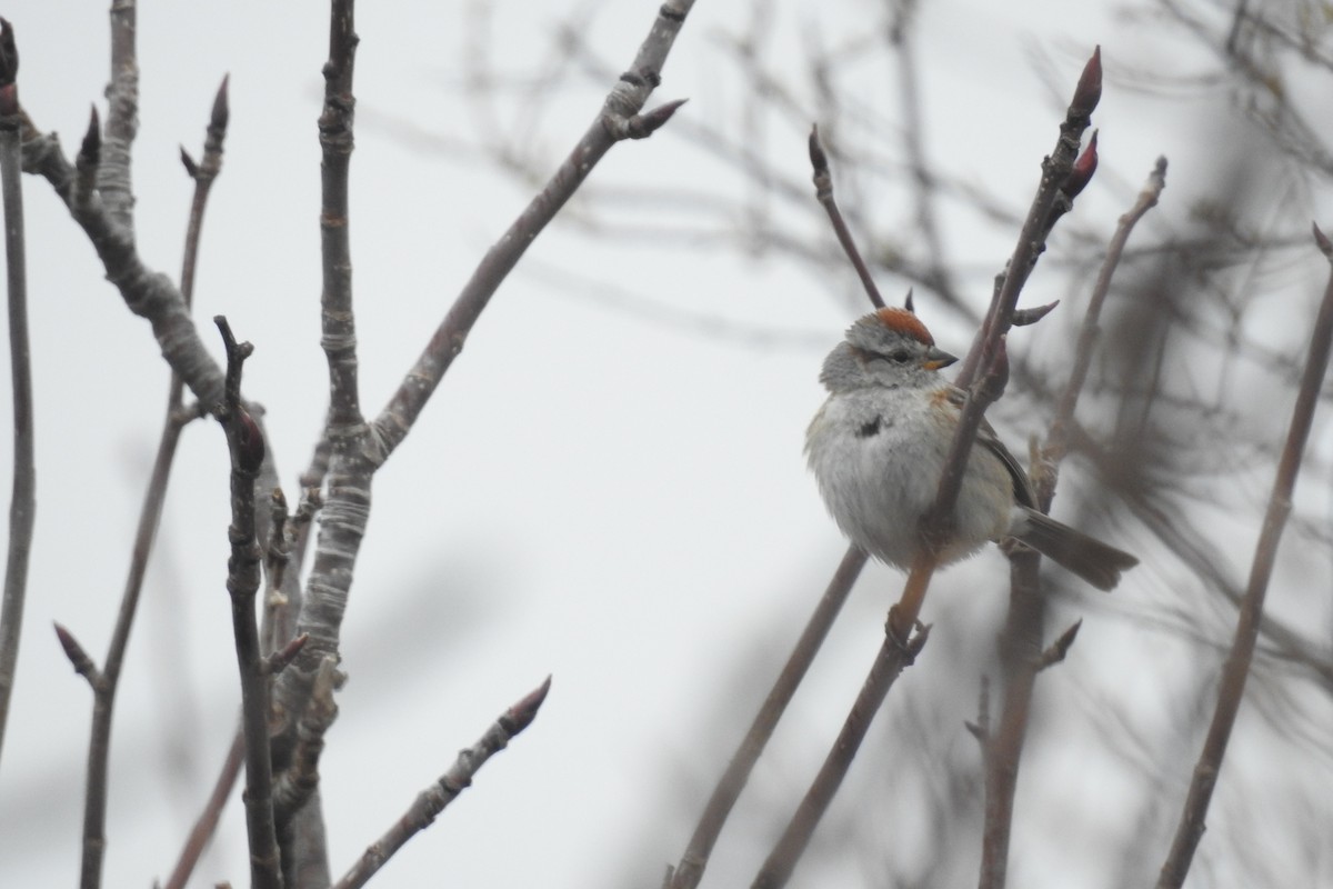 American Tree Sparrow - ML28807951