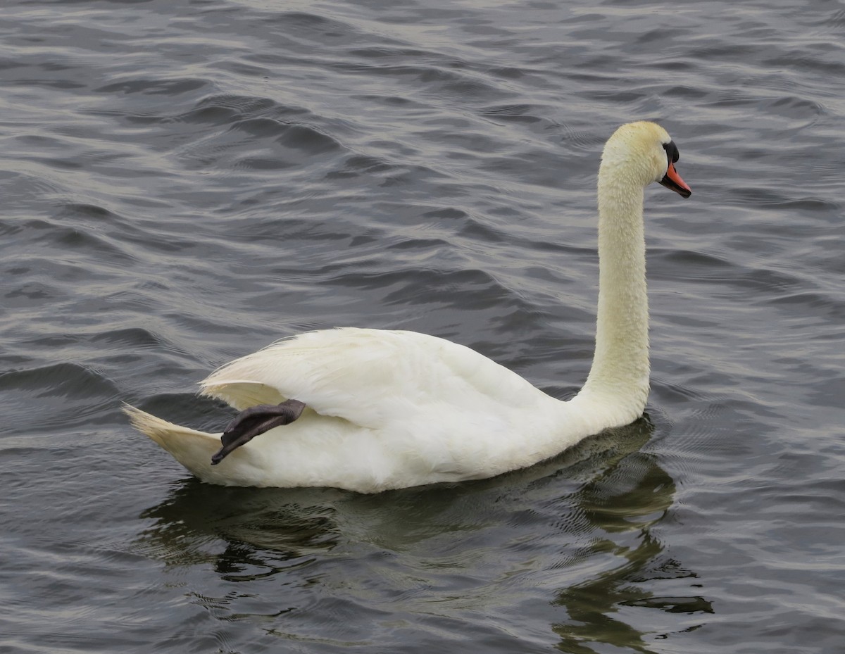 Cygne tuberculé - ML288080471