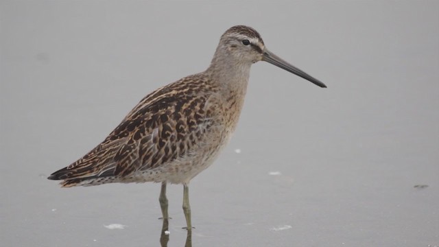 Short-billed Dowitcher - ML288082541