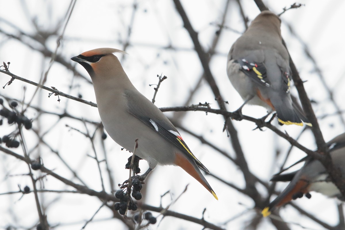 Bohemian Waxwing - Gang Wu