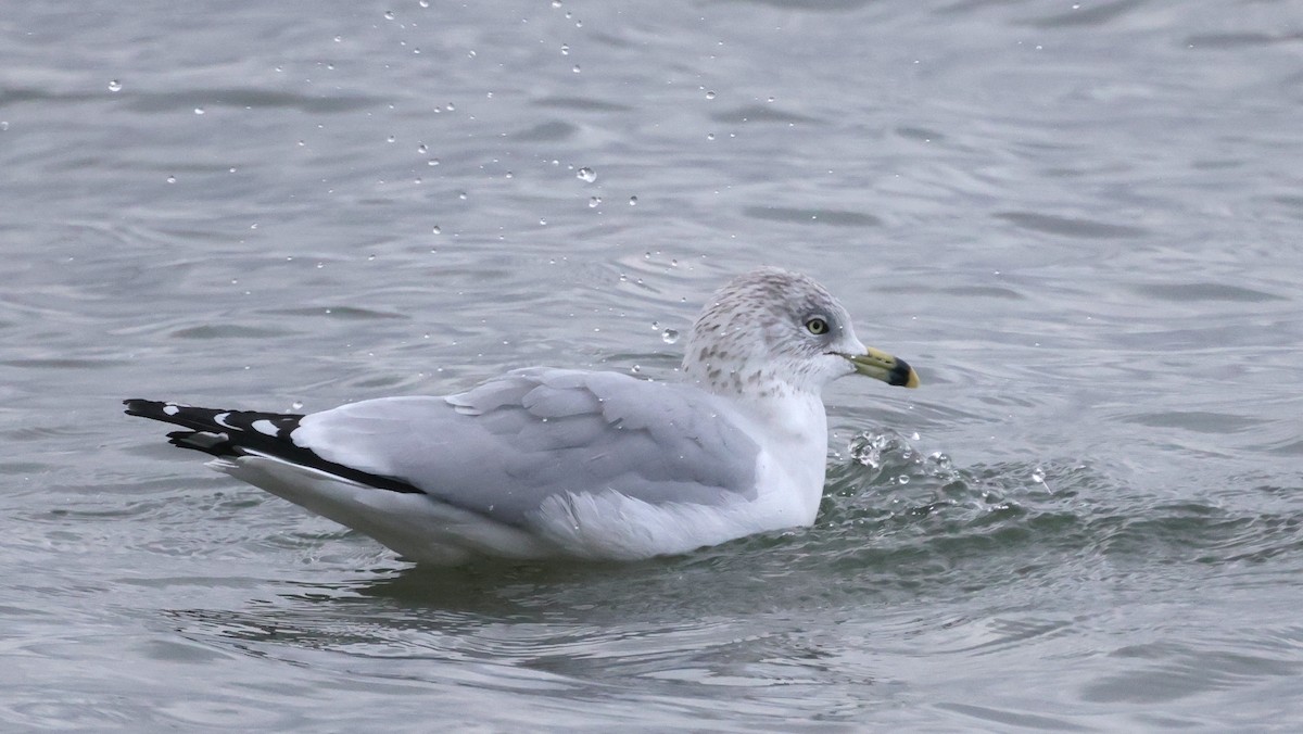 Ring-billed Gull - Tim Lenz