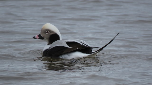 eBirding on Christmas Bird Counts - eBird New Brunswick