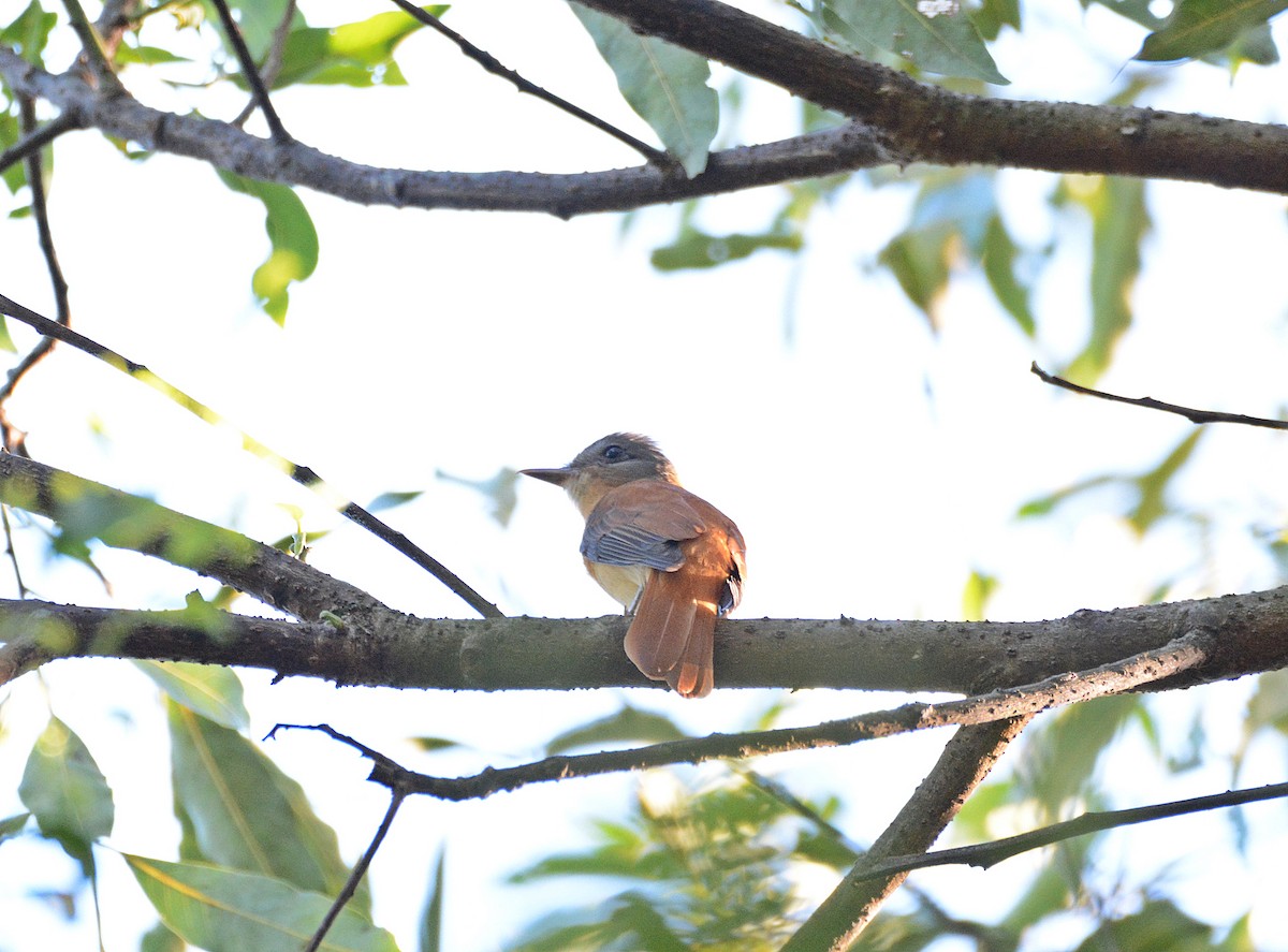 Rufous-tailed Attila - ML288084611