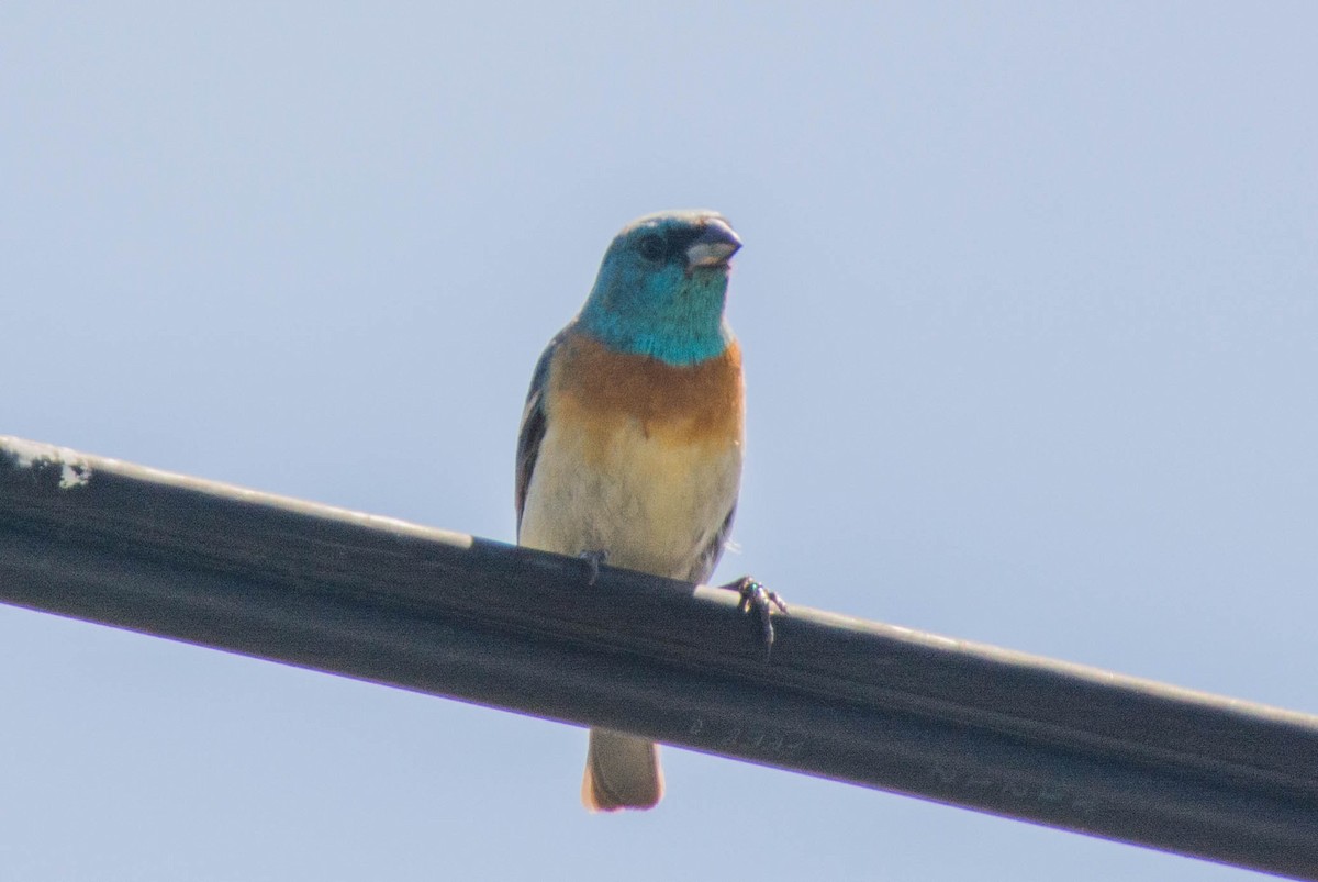 Lazuli Bunting - ML288084711