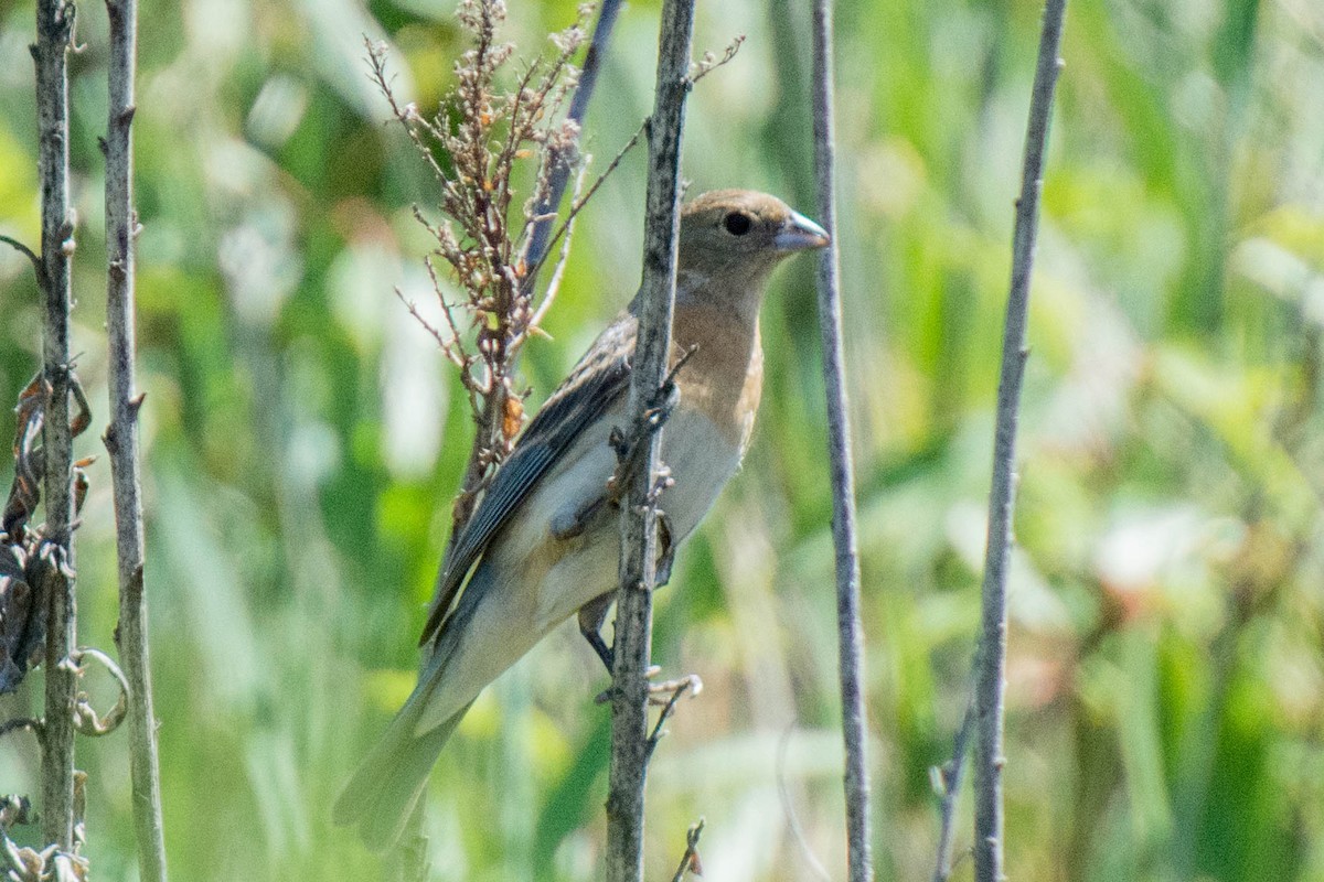 Lazuli Bunting - ML288084721