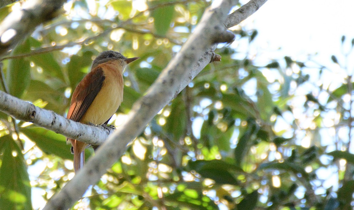 Rufous-tailed Attila - ML288084761