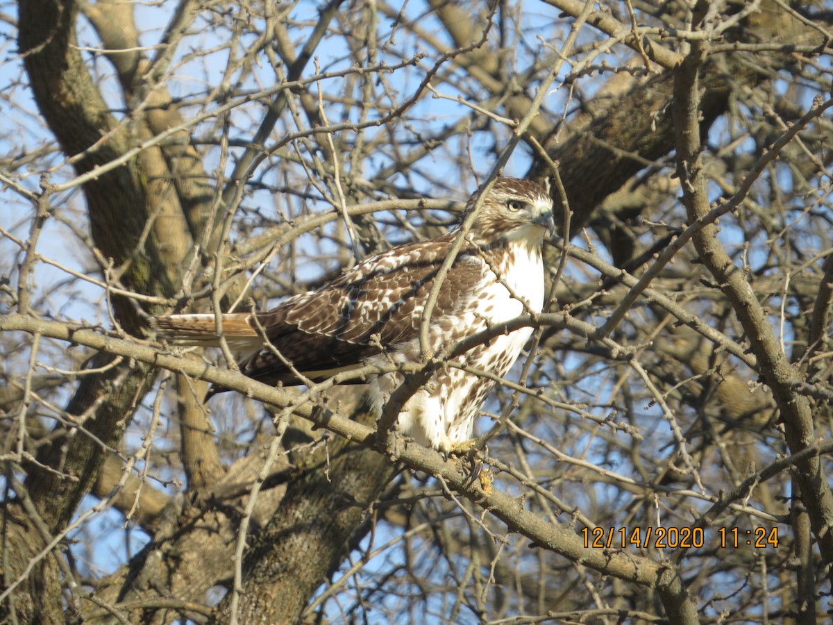 Red-tailed Hawk - ML288084971