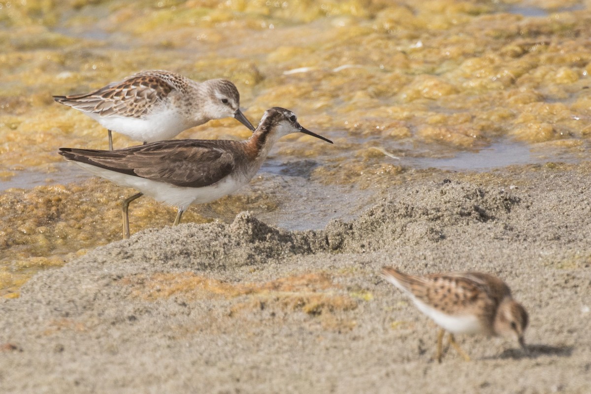 hvithalesvømmesnipe - ML288085531