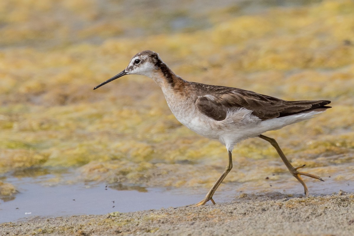 hvithalesvømmesnipe - ML288085571