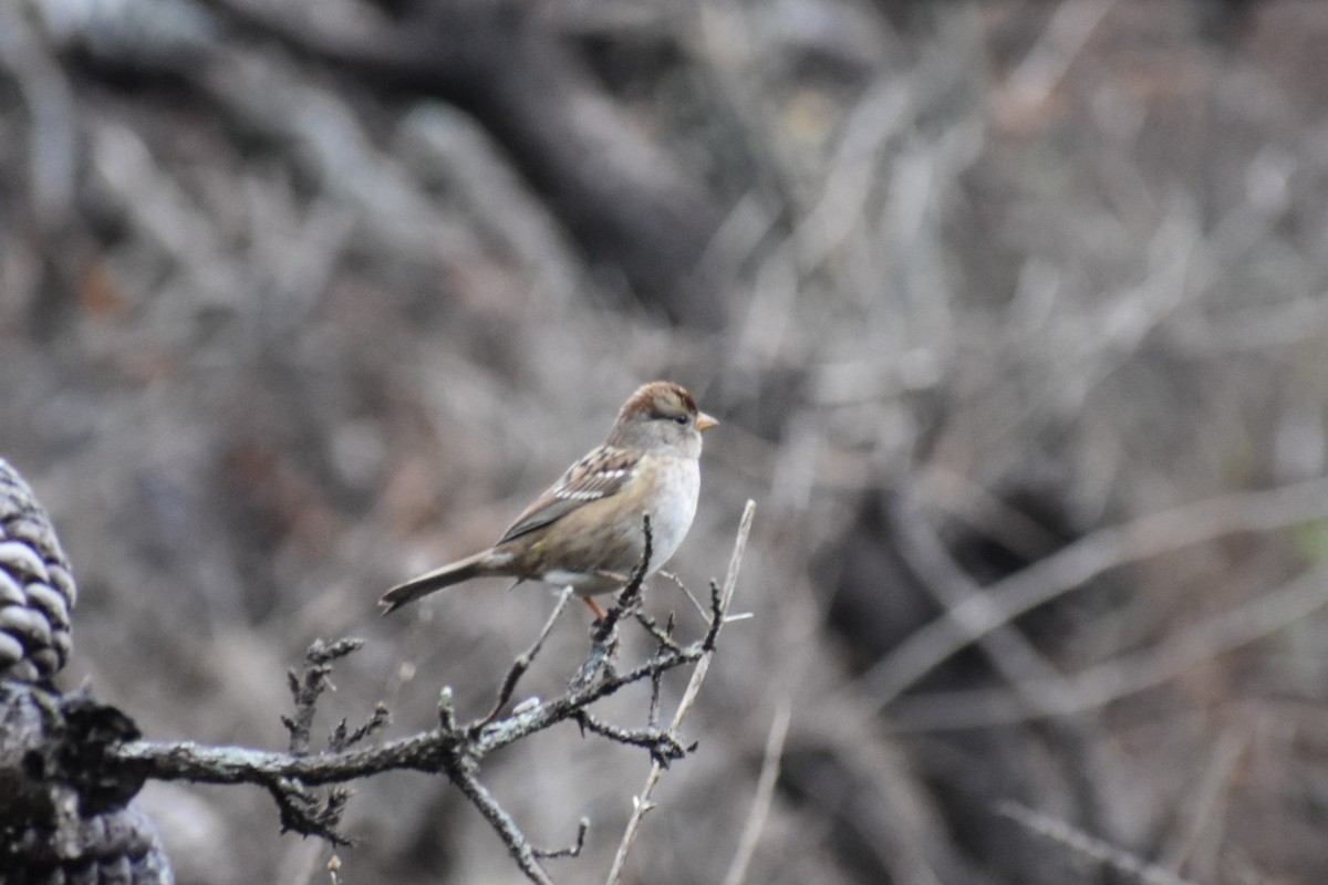 White-crowned Sparrow - ML288087801