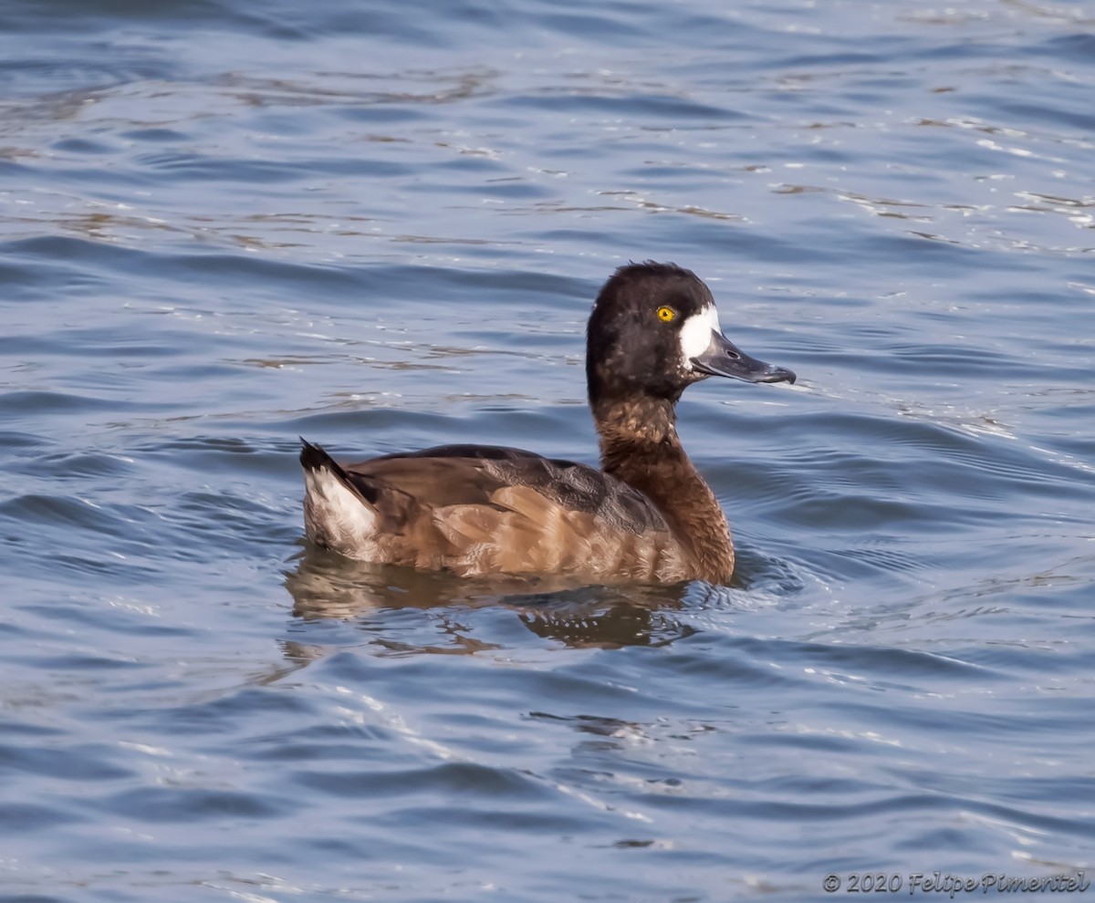 Lesser Scaup - ML288087821