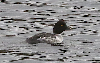 Common Goldeneye - ML288088311