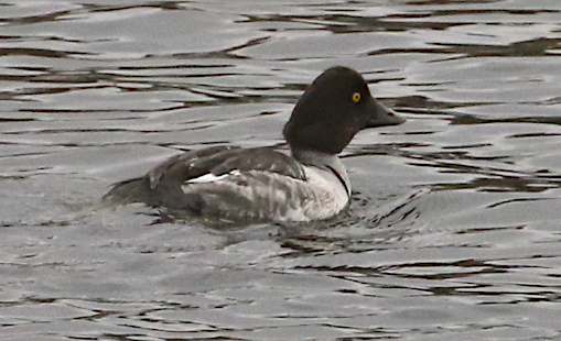 Common Goldeneye - ML288088321