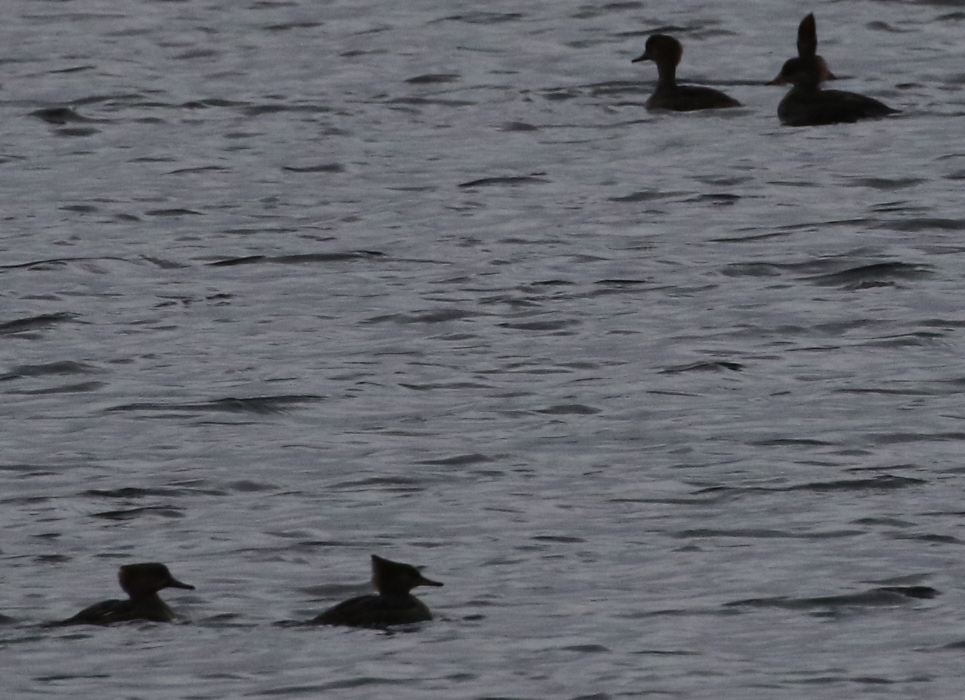 Hooded Merganser - ML288088381