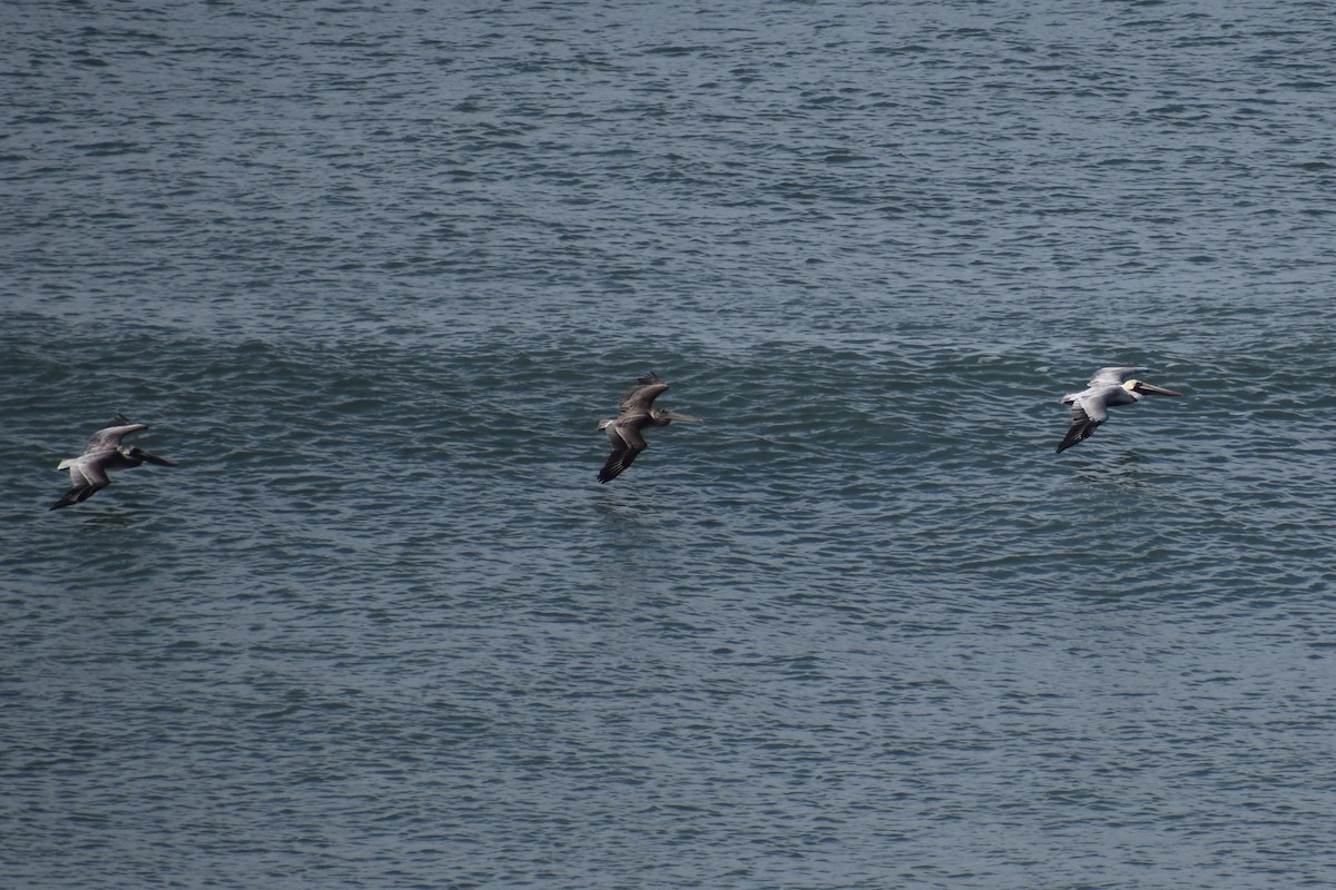 Brown Pelican - ML288089171