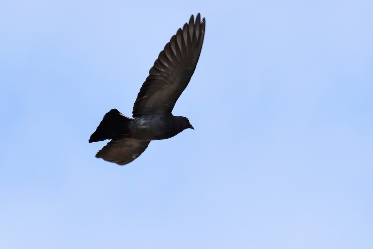 Rock Pigeon (Feral Pigeon) - ML288089611