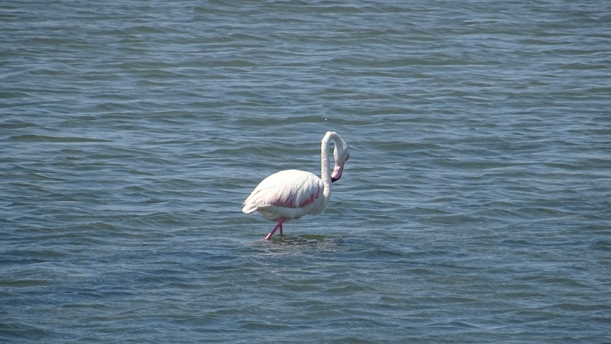 Greater Flamingo - ML288089851
