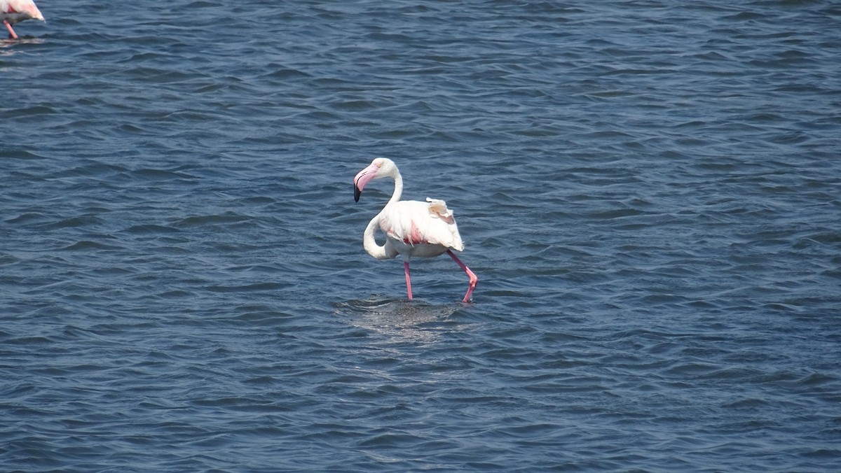 Greater Flamingo - ML288089881