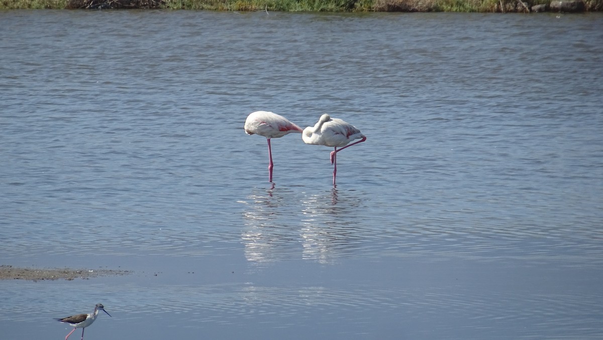 Black-winged Stilt - ML288089891