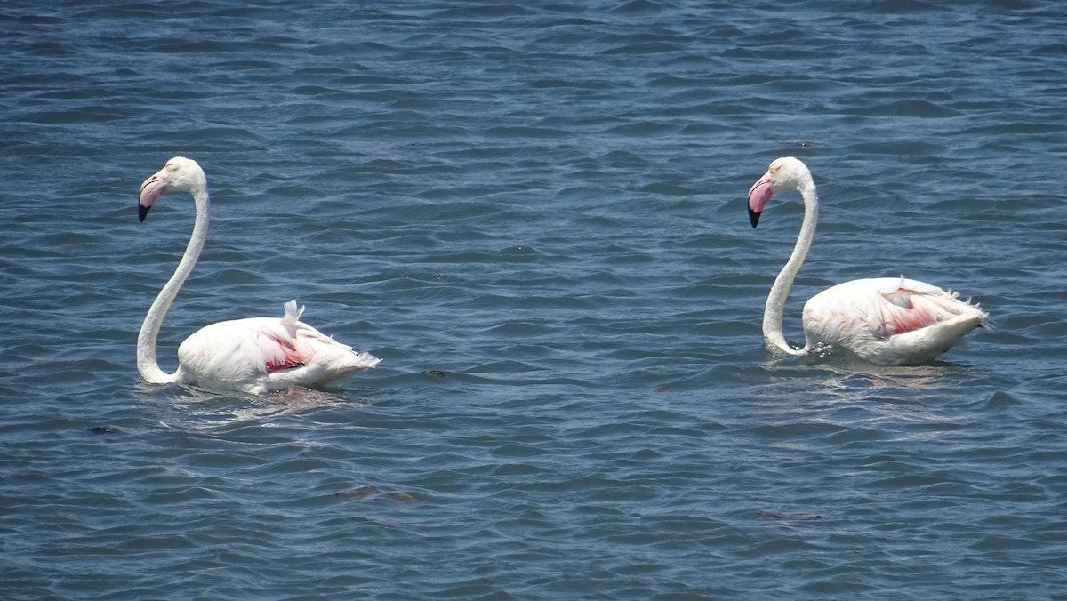 Greater Flamingo - ML288089921