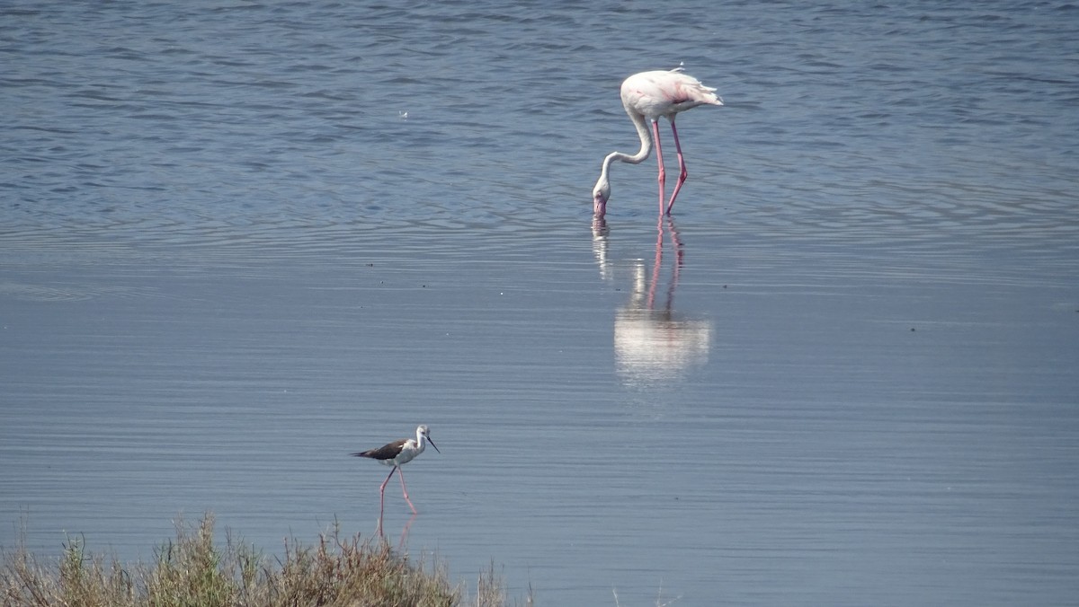 Black-winged Stilt - ML288089961