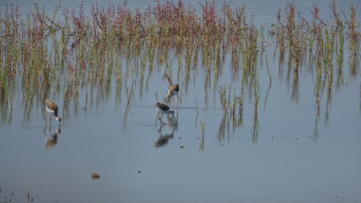 Black-winged Stilt - ML288089971