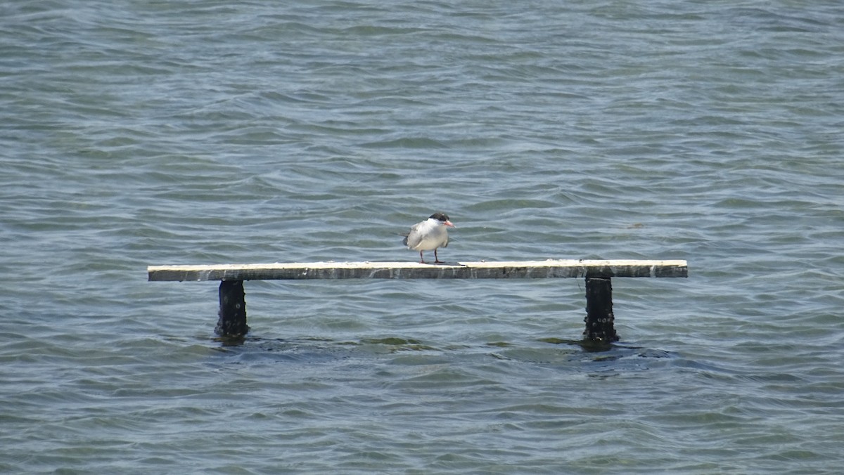 Common Tern - ML288090231