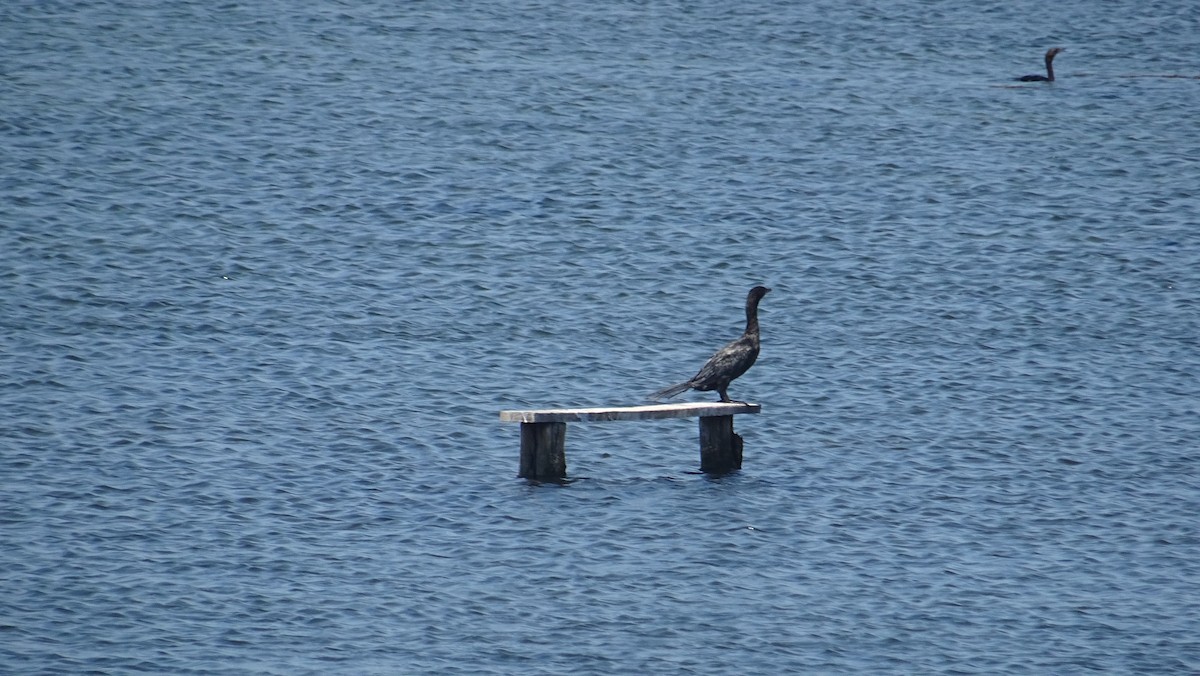 Great Cormorant - ML288090351