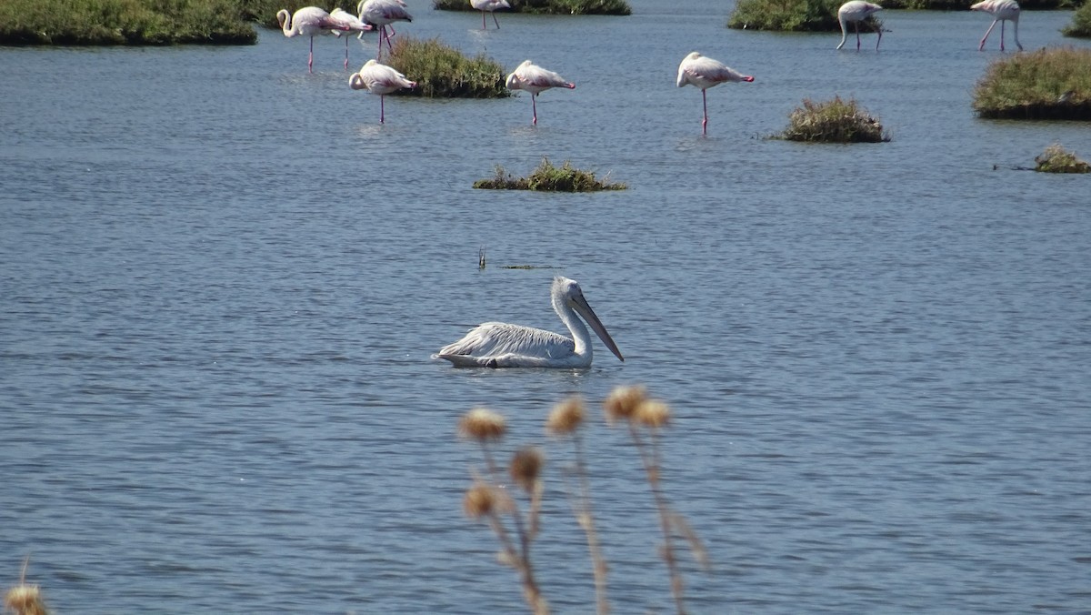 Dalmatian Pelican - Hector Marti