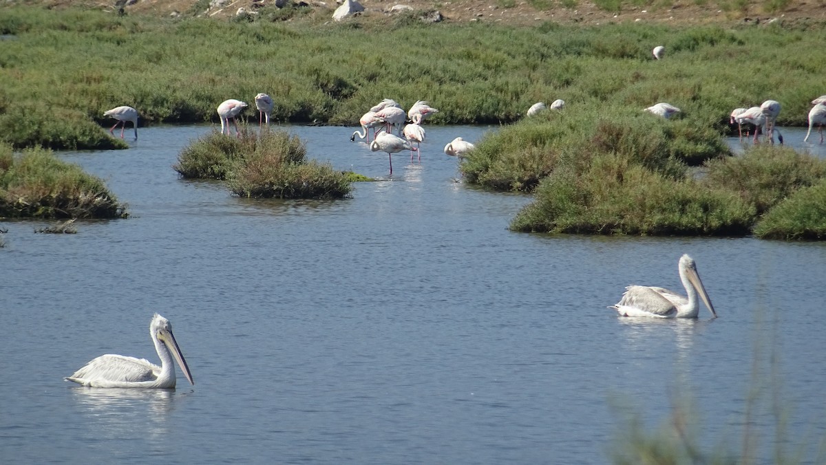 Dalmatian Pelican - ML288090501