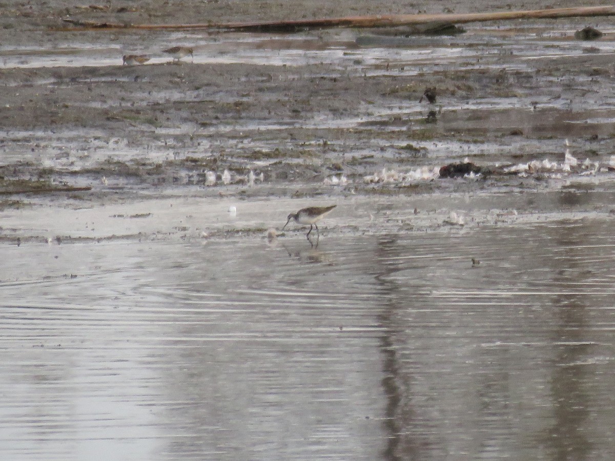 Wilson's Phalarope - ML28809111