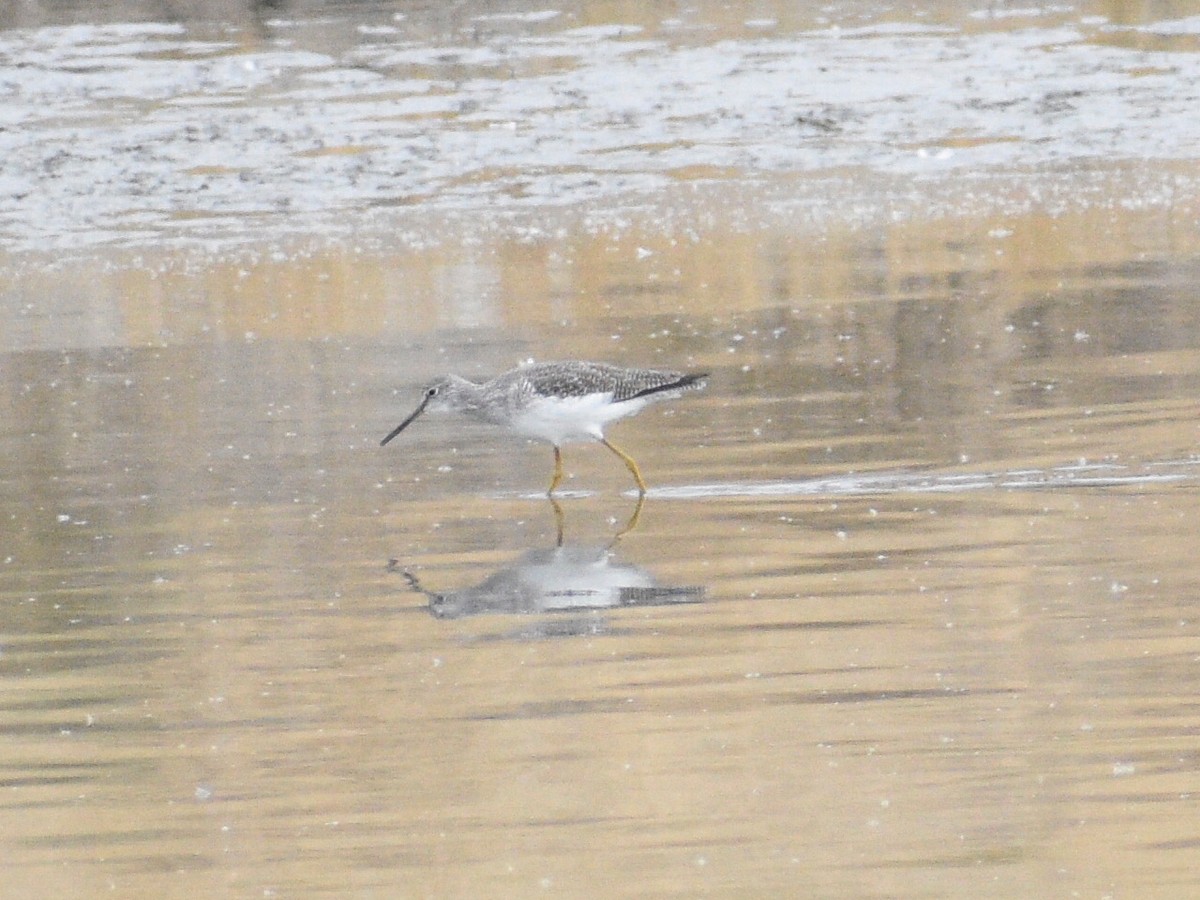 Greater Yellowlegs - Eli Anderson