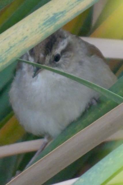 Marsh Wren - ML288092681