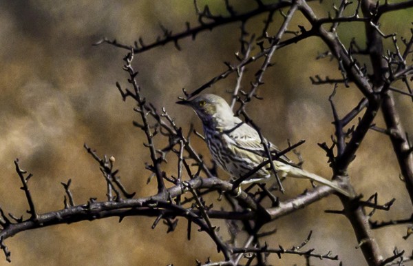 Sage Thrasher - ML288093111