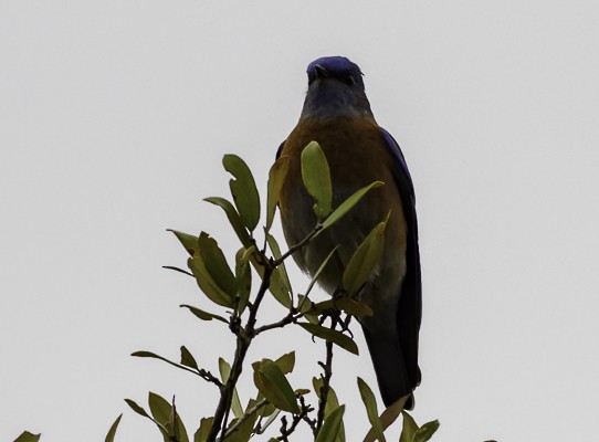 Western Bluebird - ML288093251